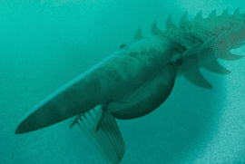 Fossil of giant 520-million-year old lobster discovered