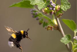 Bumblebee-worldweather