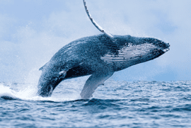 humpback-whale-worldweatheronline